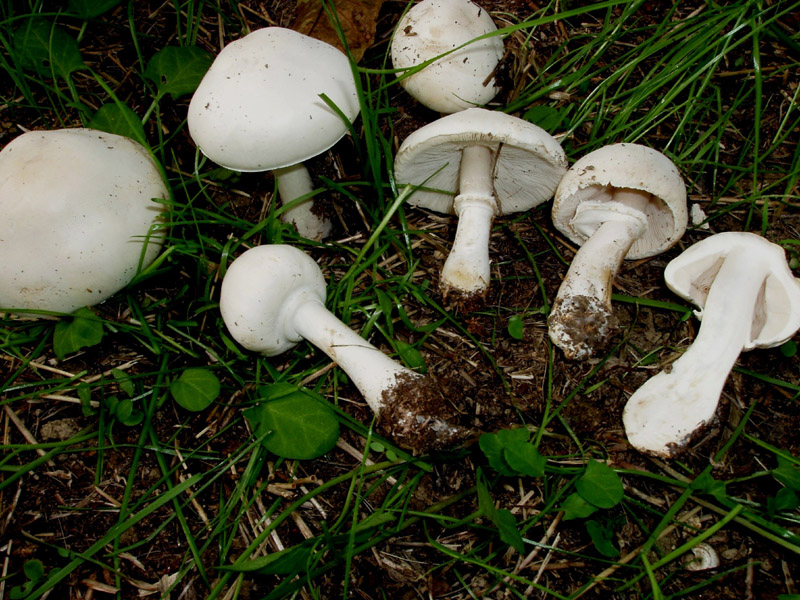 Fungo bianco (Leucoagaricus)